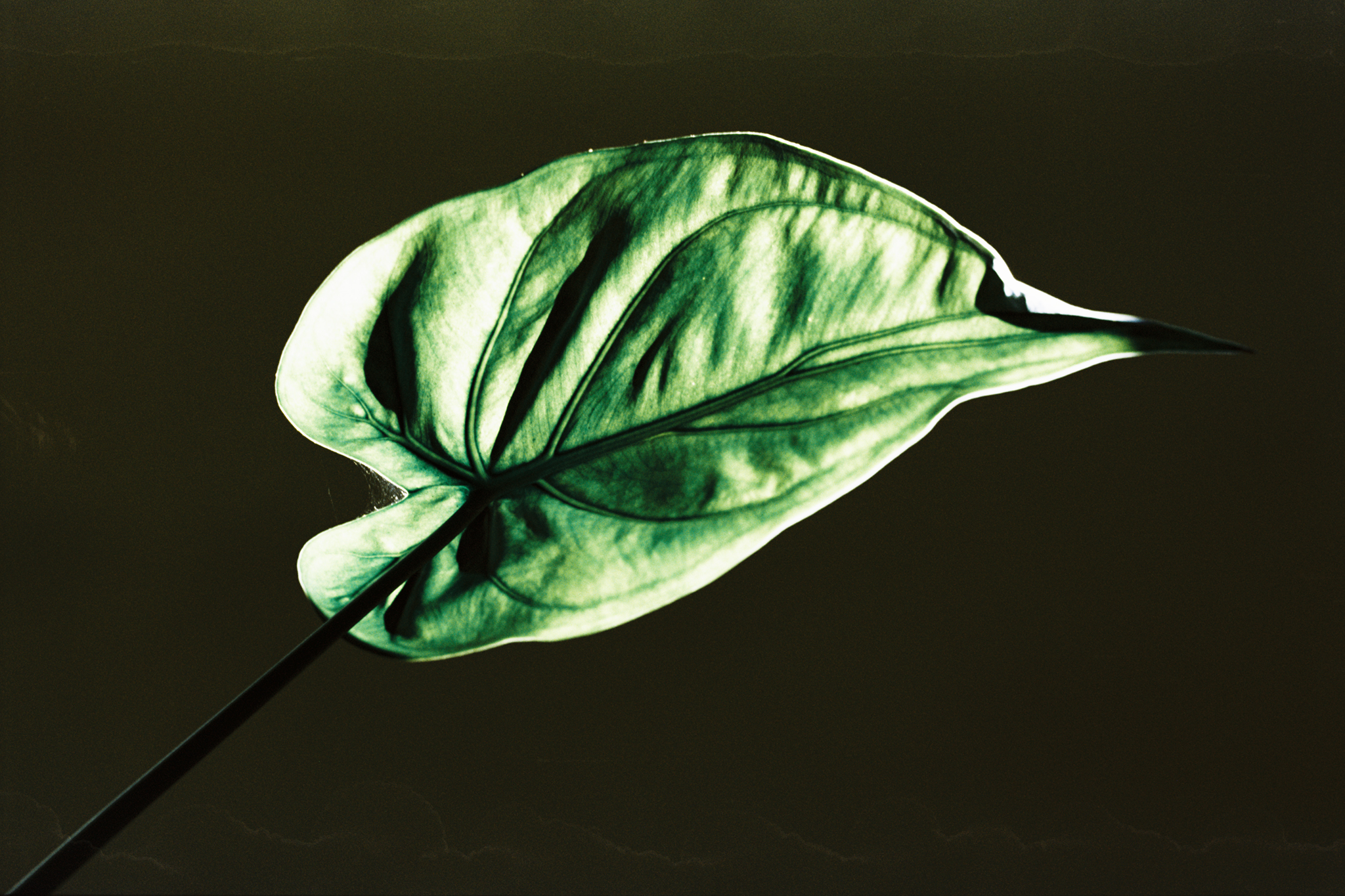 Film zdarma 2x Void 100 135-36 farebný motion picture kinofilm