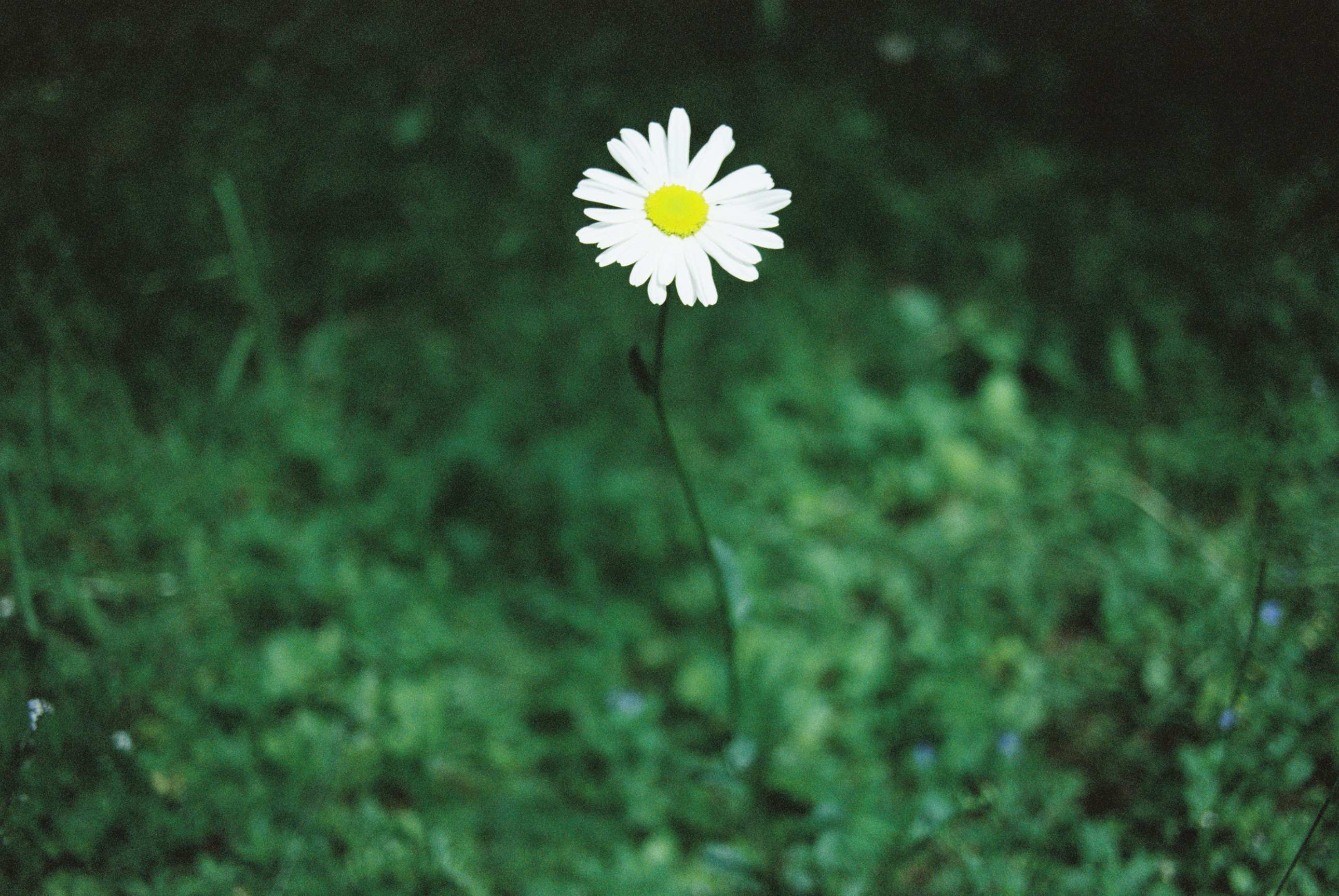 Film zdarma 2x Void 200 135-36 farebný motion picture kinofilm 